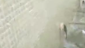 水浸街好多鱼儿跳上来